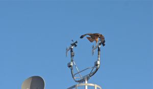 Hawk landing on the Anemometer
