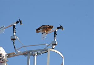 Hawk perched on the Anemometer